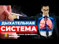 Дыхательная система