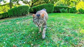 背中を撫でると舌をペロペロする野良猫がやって来た