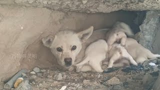 Stray Dog Mom Gives Birth in Freezing Cold, Struggles to Feed Pups, Posing Dire Risk to Their Lives