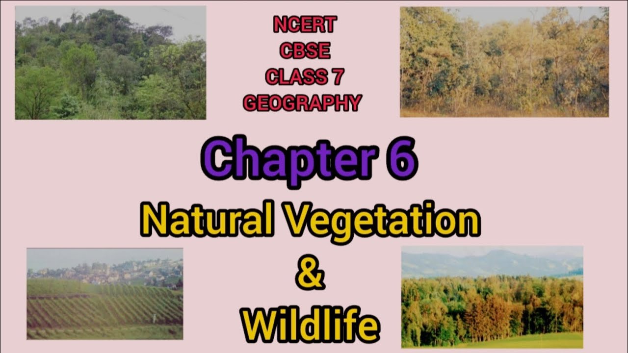 Natural Vegetation Wildlife Chapter 6 Class 7 Geography NCERT CBSE Natural Vegetation Wildlife Chapter 6 Class 7 Geography NCERT CBSE