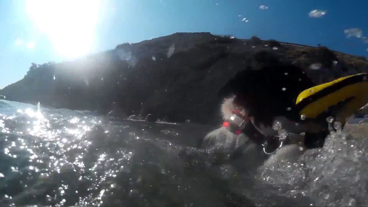Dogs of the Adriatic Sea Krk Croatia YouTube Dogs of the Adriatic Sea Krk Croatia YouTube