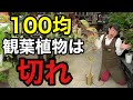 【ダイソー】100均で買った観葉植物は必ず切ってください　【園芸超人カーメン君】【剪定】【初心者】