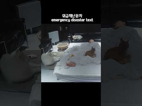 재난 문자 소리에 강아지가 보인 반응