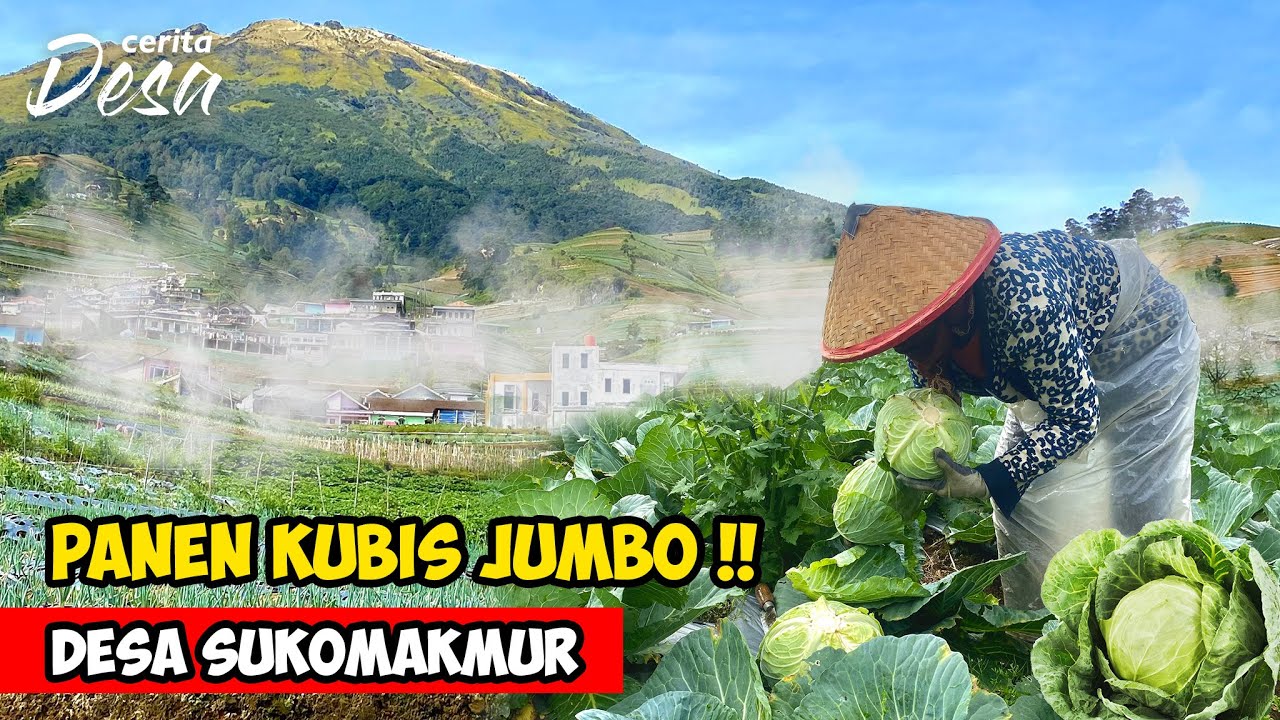 KUBIS JUMBO !! PETANI PANEN KUBIS DI GUNUNG SUMBING - SUKOMAKMUR, MAGELANG - Petualangan Alam Desaku