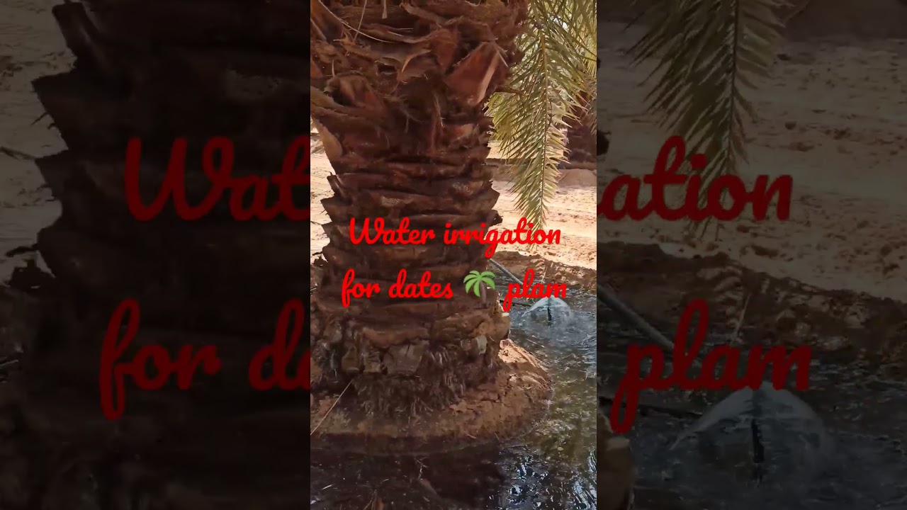 irrigation water for dates palm