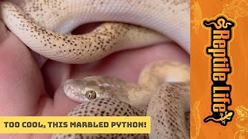 Marbled Children’s Python | Reptile Life Adelaide