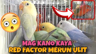 RED FACTOR MERUN ULIT SI BOSS MARVIN SA BOCAUE PET MARKET #africanlovebird #lovebird