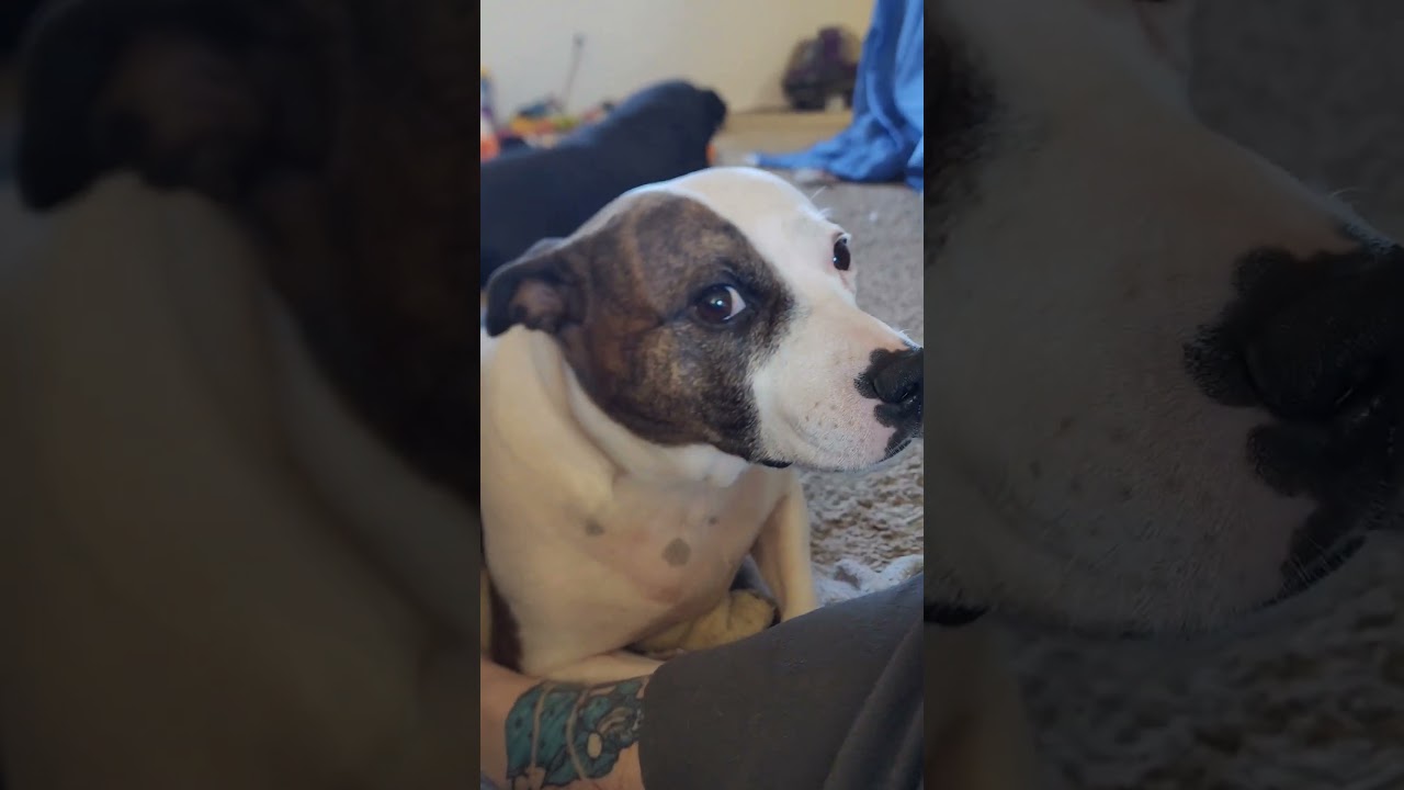 Dogs Hear Trump MAGA "Prophet" Talk Mermaids and War 