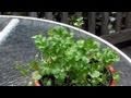 How to Grow Cilantro or Coriander leaves (Dhaniya) Video by Bhavna