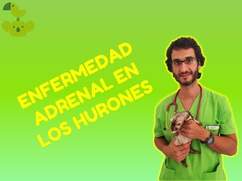 Video: Enfermedad Suprarrenal En Hurones