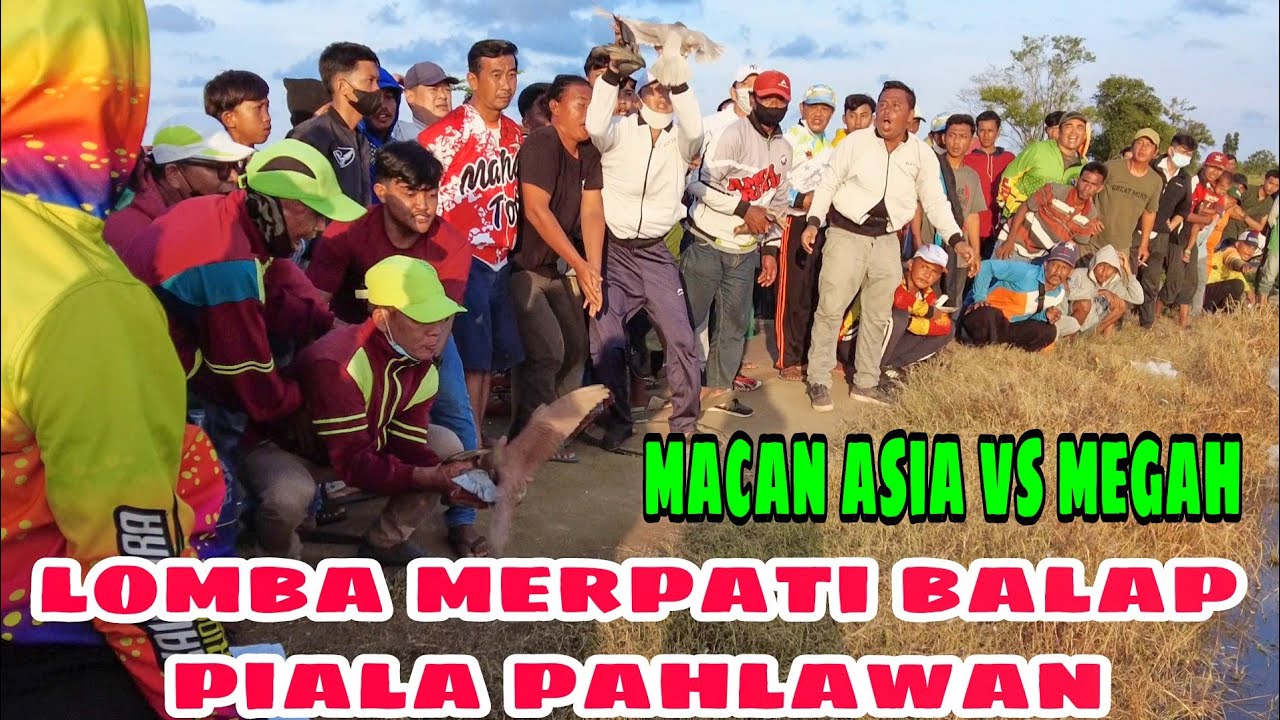 lomba merpati balap sprint piala pahlawan cek sang juara.