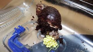 달팽이 알 낳는 영상 대방출~ 달팽이 교미공, 달팽이 알집 공개~ 달팽이 키우기, 달팽이 부화 전 알 낳기~