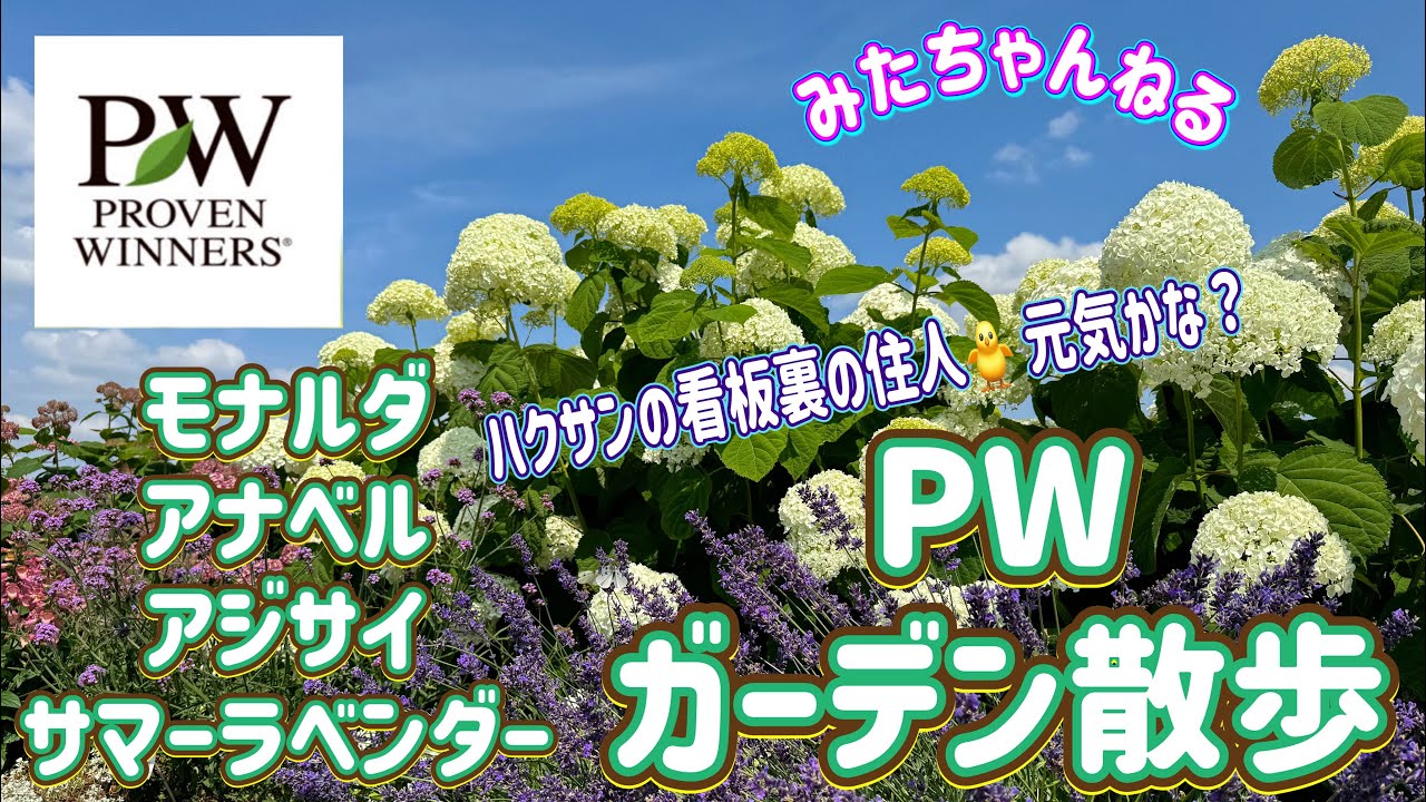 PWガーデン散歩】アナベル／アジサイ／モナルダ／サマーラベンダーが
