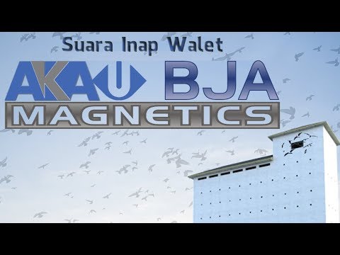 walet-premium-internal-sound-akau-bja-magnetics-(voice-in-collocalia-vestita)