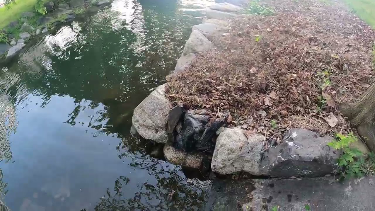 石垣第４工区のメンテナンス　琵琶湖湖岸清掃整備