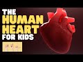 Human Heart and Circulatory System