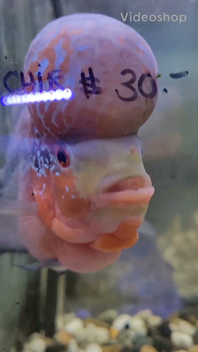 HOLA! Flirty Fish!