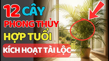 12 Cây Phong Thủy Hợp Tuổi – Kích Hoạt Tài Lộc, May Mắn Và Bình An Cho Cả Năm!