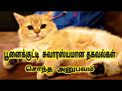 about cat in tamil