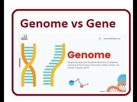 Gene vs Genome What's the Difference - YouTube