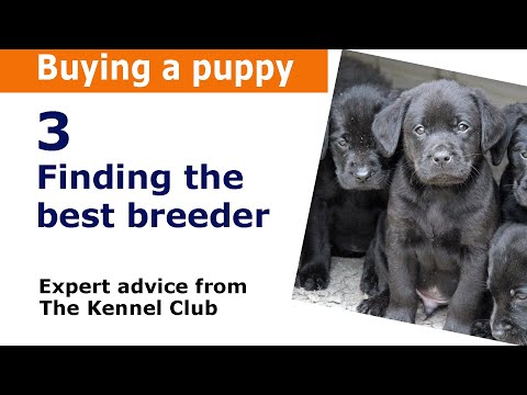 How To Find A Good Dog Breeder. Kennel Club Assured Breeder’S Scheme