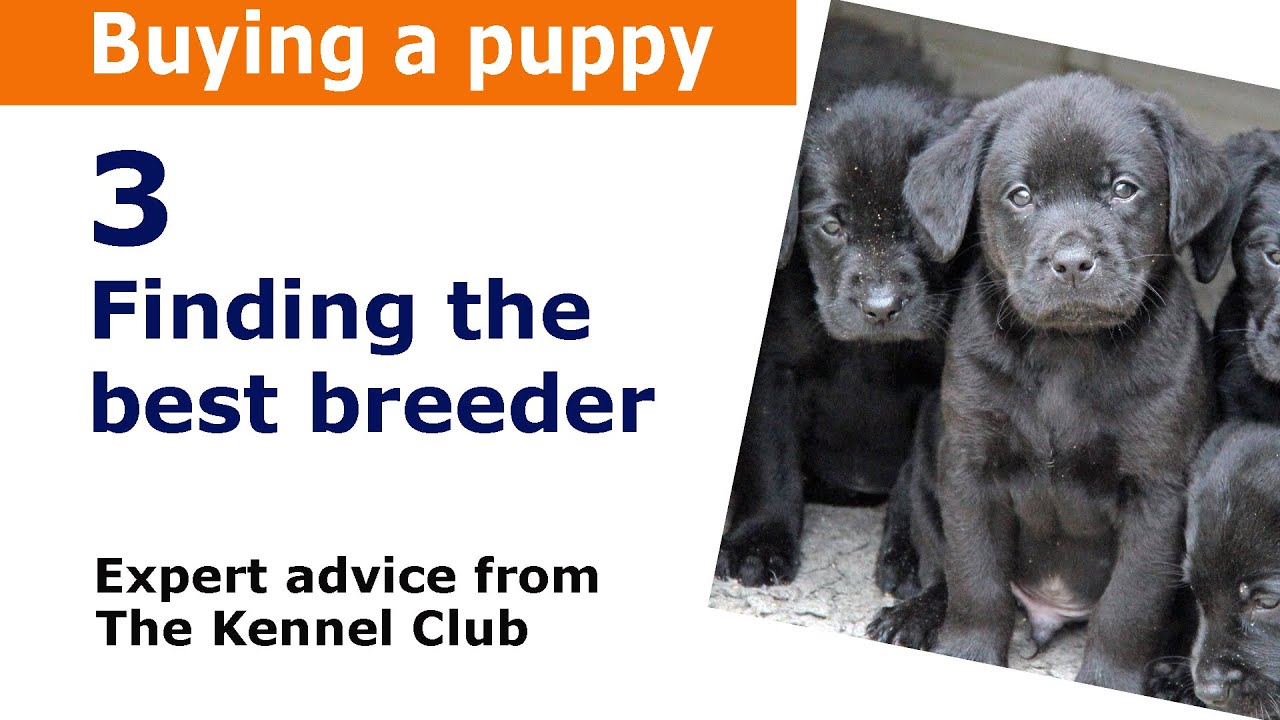 kennel club find a breeder