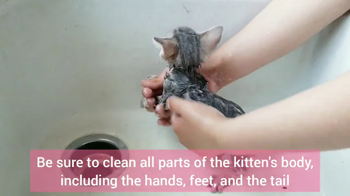 Video 1049961: kitten bath, bath animal