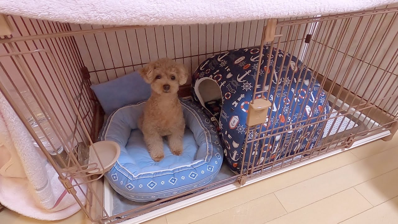 どうして犬とベッドで一緒に寝ないの？小屋にトイレはないの？についてお答えします。【トイプードル】 YouTube