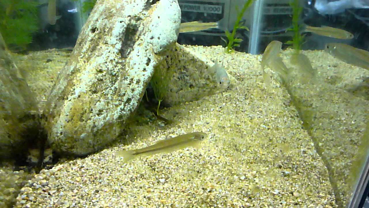 タモロコ 稚魚 Youtube タモロコ 稚魚 Youtube