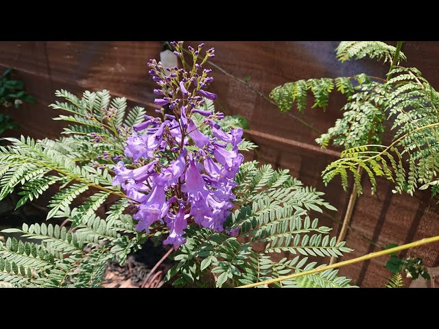 ジャカランダ】Jacaranda＃2 埼玉のジャカランダ。梅雨になり 降り続く
