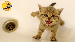 Funny Animals 😂 Funniest Cats And Dogs 😹 by Cute pets54 4,704 views 3 months ago 2 minutes, 17 seconds