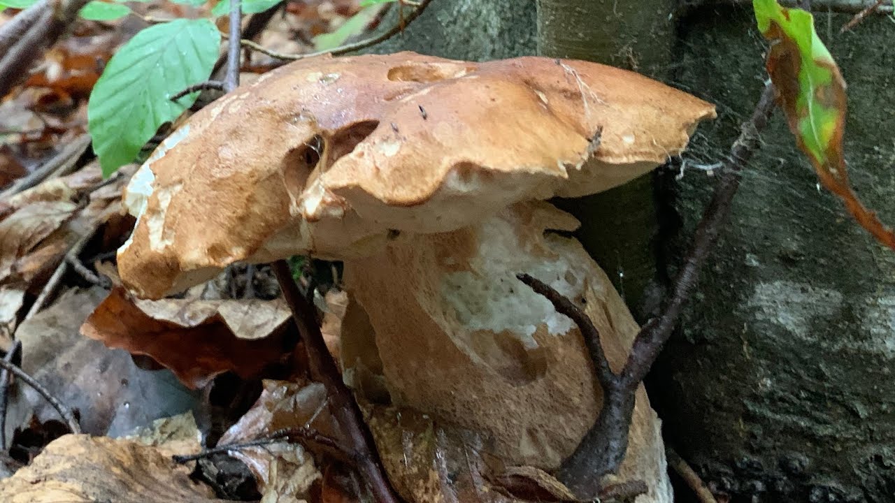 Boletus May Leccinum aurantiacum, Maggio Funghi Porcini Mycology