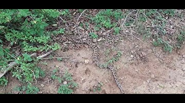 🐍 Rare Sightings! Indian Rock Python in Yala National Park, Sri Lanka 🇱🇰