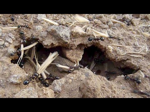 Working ants in the Lower Galilee עבודת נמלים בגליל התחתון