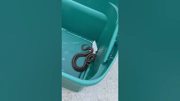 Snake attack