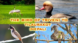 The Bird From Triveni to Tilaurakot - Nepal