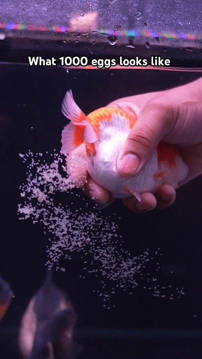 What 1000 Goldfish Eggs Look Like #aquariumhobby #ranchu #fish