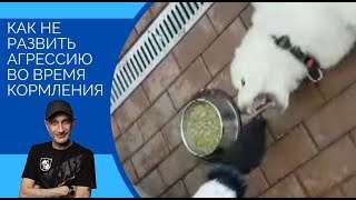 Как НЕ развивать агрессию во время кормления(щенок кавказской овчарки)