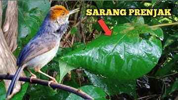 cara mencari sarang burung prenjak kepala merah di alam liar