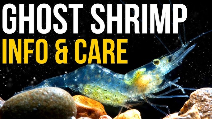 GHOST SHRIMP CARE GUIDE in 2 MINUTES: How To Care For Ghost Shrimp! 