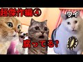 【超傑作編④】まりこの人気過去作、ワイとクソ客の仁義なき戦い＃猫マニ＃猫ミーム