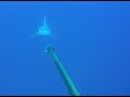 The "Almost Landed" large Gag Grouper and a Curious Shark