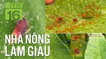 Bí kíp diệt nhện đỏ hại cây bưởi | VTC16