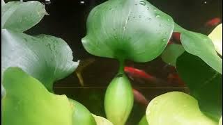 koi fish pond relaxation
