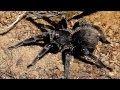 Top 10 the biggest tarántulas/ Las Tarantulas mas Grandes