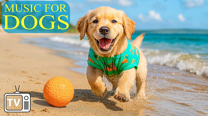 TV per cani e video divertenti per cani: musica rilassante per calmare i cani e prevenire l'ansia...
