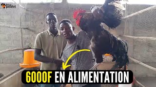 3 SECRETS DES POULETS REPRODUCTEURS (ce que tu dois connaitre) élevage du poulet local en AFRIQUE