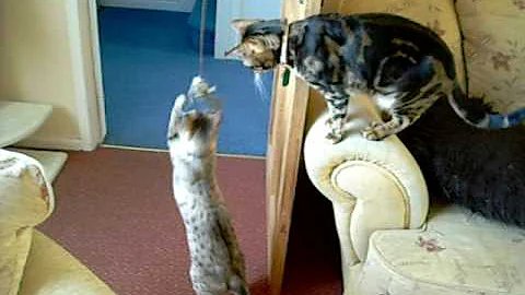 Video 604281: brown spotted bengal, snow spotted bengal