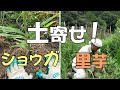 【自然農】ショウガと里芋の土寄せ　[Natural farming] Hilling Ginger and taro