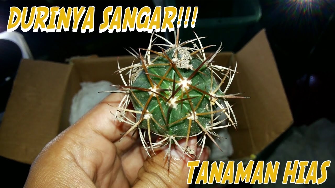 MARI MENANAM KAKTUS PART 3 